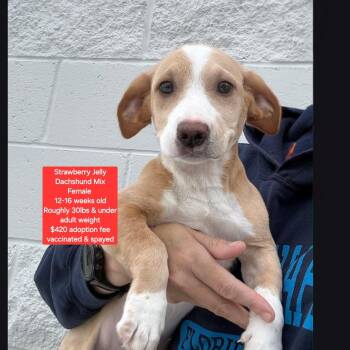 Dachshund Dogs Available for Adoption in Oviedo, Florida - Strawberry Jelly | PetCurious