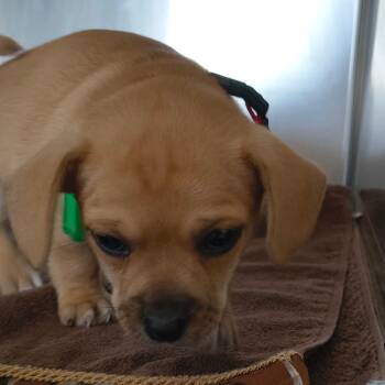 Mixed Breed Dogs Available for Adoption in Moses Lake, Washington - Logan | PetCurious