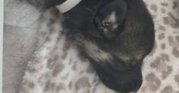 Belgian Shepherd Malinois and German Shepherd Dog Dogs Available for Adoption in Imlay City, Michigan - Little Bird (Aircraft Litter, White Collar) - Located In NV | PetCurious