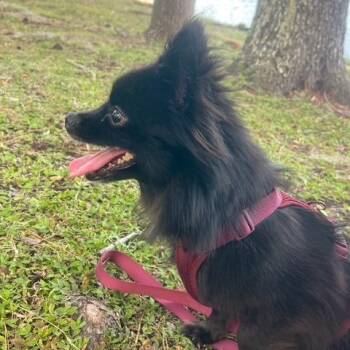 Skittles -  Mixed Breed Dog for Adoption in Gainesville, Florida - Skittles | PetCurious