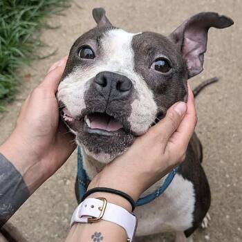 Dinora -  American Staffordshire Terrier Dog for Adoption in Naperville, Illinois - Dinora | PetCurious