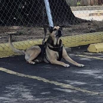 BOY -  German Shepherd Dog and Labrador Retriever Dog for Adoption in San Antonio, Texas - BOY | PetCurious