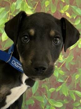 Retriever and Mixed Breed Dogs Available for Adoption - Troy | PetCurious