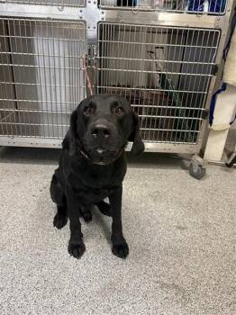 BUCK -  Labrador Retriever and Mixed Breed Dog for Adoption in Houston, Texas - BUCK | PetCurious