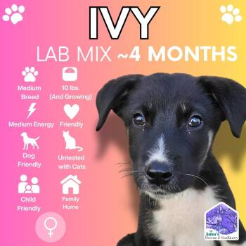 Ivy -  Mixed Breed and Labrador Retriever Dog for Adoption in Aurora, Ontario - Ivy | PetCurious