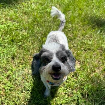 Bingo -  Maltese and Havanese Dog for Adoption in Houston, Texas - Bingo | PetCurious