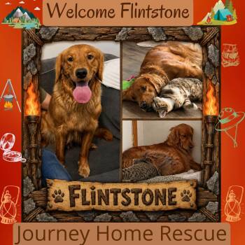 Flinstone -  Golden Retriever Dog for Adoption in East Wenatchee, Washington - Flinstone | PetCurious