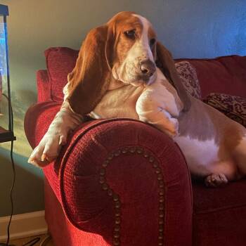 Sally -  Basset Hound Dog for Adoption in Bristol, Indiana - Sally | PetCurious