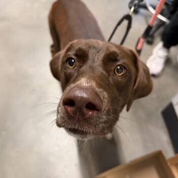 Laisa -  Labrador Retriever and Mixed Breed Dog for Adoption in Tampa, Florida - Laisa | PetCurious