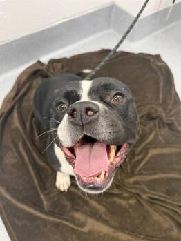 FAWNDA -  Boxer and Basset Hound Dog Available for Adoption in Indianapolis, Indiana - FAWNDA | PetCurious
