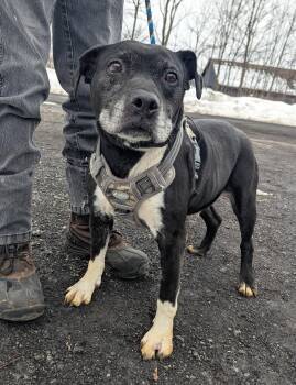 Pit Bull Terrier Dogs Available for Adoption - Jet | PetCurious