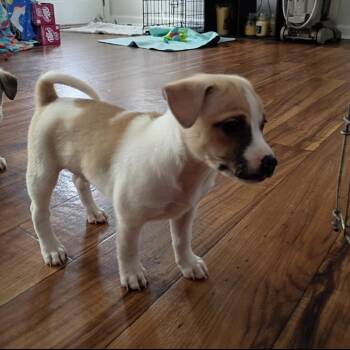 Chihuahua and Mixed Breed Dogs Available for Adoption in Shorewood, Illinois - Twix | PetCurious