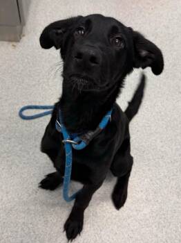 Courage -  Black Labrador Retriever and Mixed Breed Dog for Adoption in Frankfort, Kentucky - Courage | PetCurious