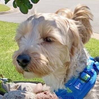 Yorkshire Terrier and Poodle Dogs Available for Adoption in Tulsa, Oklahoma - Bella - Yorkie/Poodle Mix | PetCurious