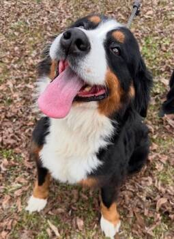 Bernese Mountain Dog Dogs Available for Adoption - Calli | PetCurious
