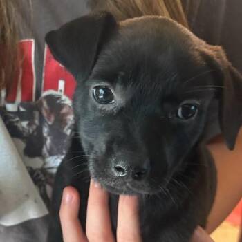 Sunrise -  Mixed Breed Dog for Adoption in Bentonville, Arkansas - Sunrise | PetCurious
