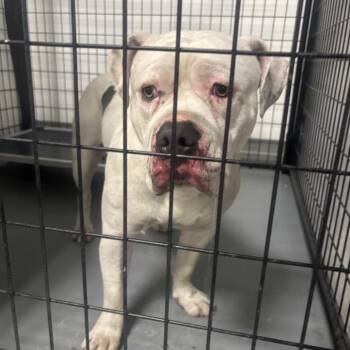 Terrier Dogs Available for Adoption - Chorizo | PetCurious