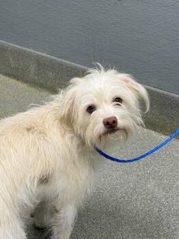 MAGGIE -  Terrier Dog Available for Adoption in Las Vegas, Nevada - MAGGIE | PetCurious