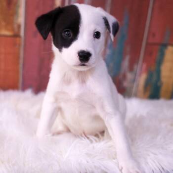 Steel -  Mixed Breed Dog for Adoption in Casa Grande, Arizona - Steel | PetCurious