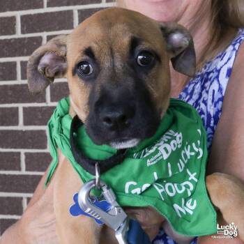 Evelyn -  Shepherd Dog for Adoption in Washington, District Of Columbia - Evelyn | PetCurious