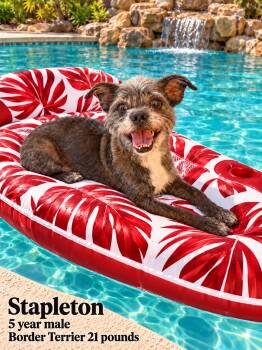 STAPLETON 5 YEAR MALE BORDER TERRIER 21 POUNDS - PETCO, 5011 E.  -  Border Terrier Dog for Adoption in Mesa, Arizona - STAPLETON 5 YEAR MALE BORDER TERRIER 21 POUNDS - PETCO, 5011 E.  | PetCurious