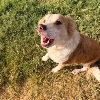 Thing Fourteen -  Golden Retriever and Mixed Breed Dog for Adoption in Austin, Texas - Thing Fourteen | PetCurious