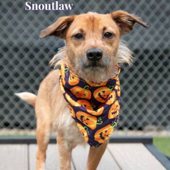 Snoutlaw -  Terrier and Mixed Breed Dog for Adoption in Parkersburg, West Virginia - Snoutlaw | PetCurious