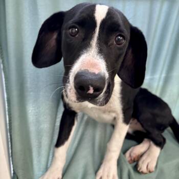 Hound Dogs Available for Adoption in Circleville, Ohio - Lime | PetCurious