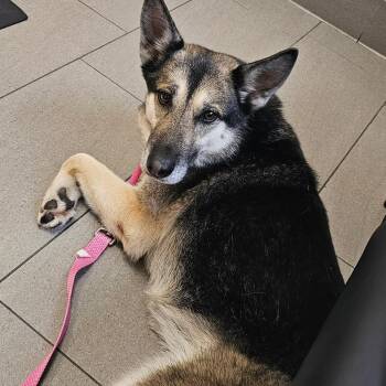 Lady -  German Shepherd Dog Dog for Adoption in Brea, California - Lady | PetCurious