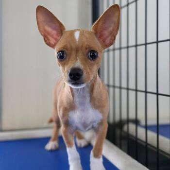 Chihuahua and Mixed Breed Dogs Available for Adoption in Bradenton, Florida - Half Pint | PetCurious