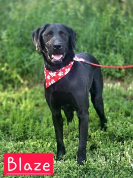 Blaze -  Black Labrador Retriever Dog for Adoption in Walthill, Nebraska - Blaze | PetCurious