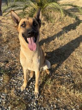 Rescue German Shepherd Dog Dogs for Adoption - SHILOH | PetCurious