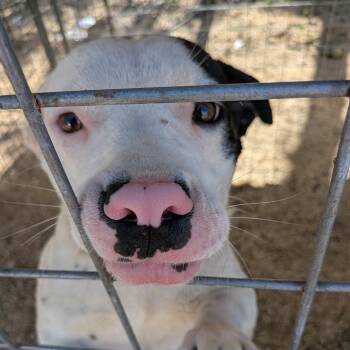 Ren -  American Bulldog Dog for Adoption in Queen City, Texas - Ren | PetCurious
