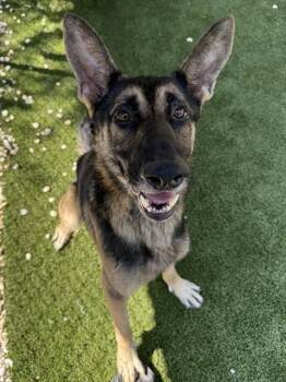 SNICKERS -  German Shepherd Dog Dog for Adoption in Newton, North Carolina - SNICKERS | PetCurious
