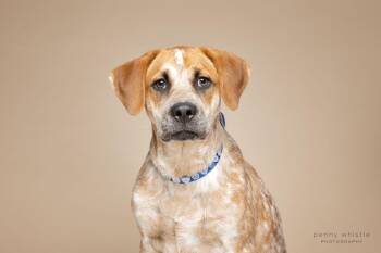 Australian Cattle Dog Blue Heeler and Mixed Breed Dogs Available for Adoption in Coppell, Texas - Tex | PetCurious