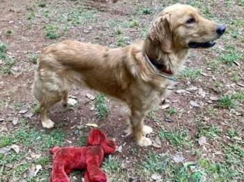 Golden Retriever Dogs Available for Adoption in Malvern, Pennsylvania - Butter | PetCurious