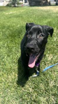 Bayou -  Labrador Retriever Dog for Adoption in Fruit Heights, Utah - Bayou | PetCurious