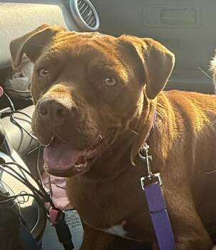 Marilyn -  Chocolate Labrador Retriever and Mixed Breed Dog for Adoption in Crossville, Tennessee - Marilyn | PetCurious