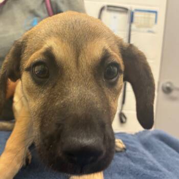 Rescue Labrador Retriever and Mixed Breed Dogs for Adoption in Corpus Christi, Texas - Chaska | PetCurious