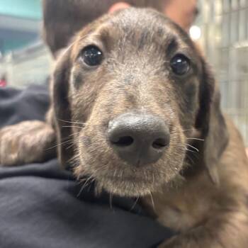 George (Available off-site on 11/8) -  Airedale Terrier Dog for Adoption in Briarcliff Manor, New York - George (Available Off-site On 11/8) | PetCurious