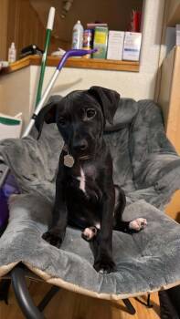 Mixed Breed Dogs Available for Adoption - Baylor | PetCurious