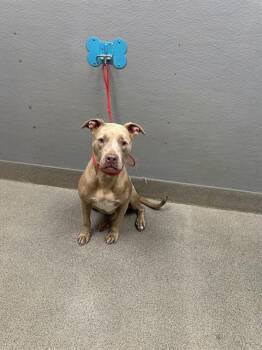 PRINCESS PRISCILLA -  Pit Bull Terrier Dog for Adoption in Las Vegas, Nevada - PRINCESS PRISCILLA | PetCurious