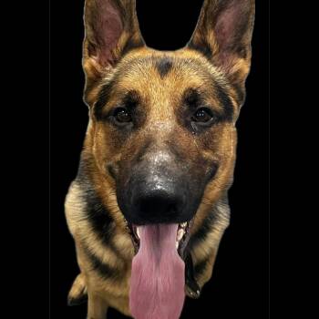 Simon -  Mixed Breed and German Shepherd Dog Dog for Adoption in Allentown, Pennsylvania - Simon | PetCurious