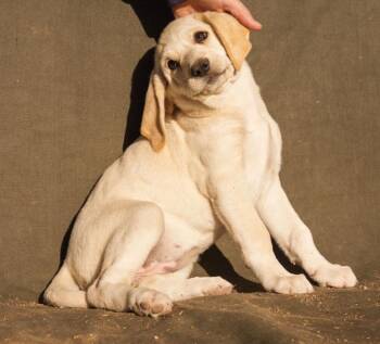 Nala -  Great Pyrenees and Mixed Breed Dog for Adoption in Heber City, Utah - Nala | PetCurious
