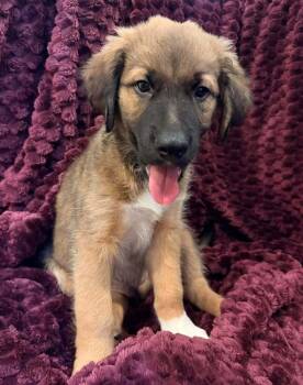 Barnaby Jones -  Terrier Dog for Adoption in Candler, North Carolina - Barnaby Jones | PetCurious