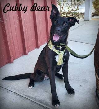 Rescue Labrador Retriever and Belgian Shepherd Malinois Dogs for Adoption in Anaheim, California - Cubby Bear | PetCurious