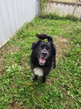 Rescue Border Collie Dogs for Adoption in Evansville, Indiana - Max | PetCurious