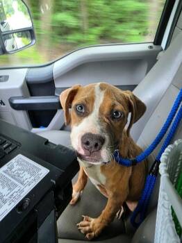 Sylvie -  Boxer and Mixed Breed Dog for Adoption in Disputanta, Virginia - Sylvie | PetCurious