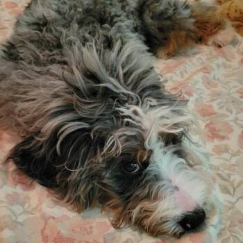 Finn -  Bernese Mountain Dog and Miniature Poodle Dog for Adoption in Cincinnati, Ohio - Finn | PetCurious