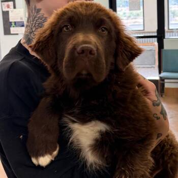 Mile -  Newfoundland Dog and Mixed Breed Dog Available for Adoption in Flagstaff, Arizona - Mile | PetCurious